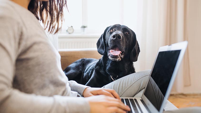 Productivity Tips for Working from Home