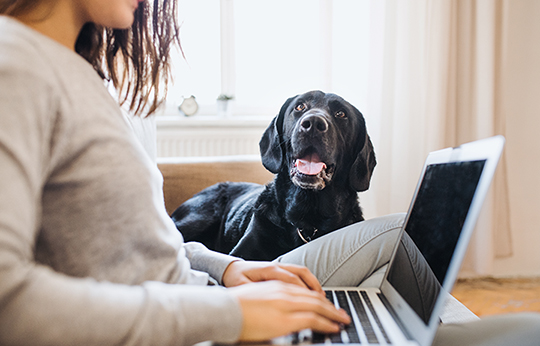 Productivity Tips for Working from Home
